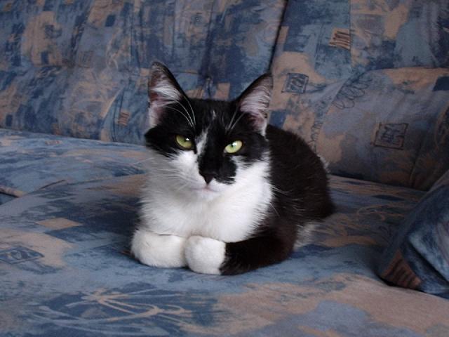 Fotky: Kastrace - ano �i ne? (foto, obrazky)