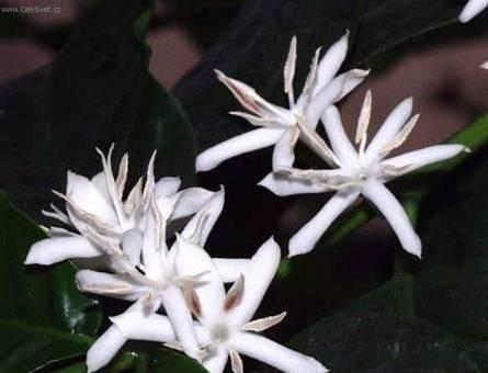 Fotky: K�vovn�k (foto, obrazky)