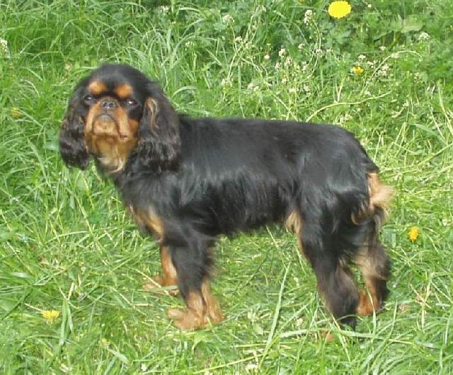 Fotky: King Charles �pan�l (foto, obrazky)