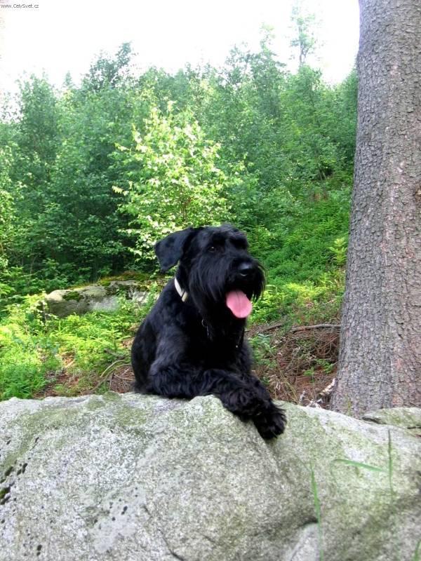 Fotky: Kn�ra� velk� (foto, obrazky)