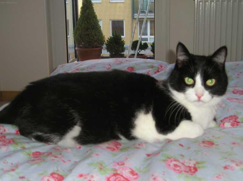 Foto: Ko�ka dom�c�-Kocour: Alf