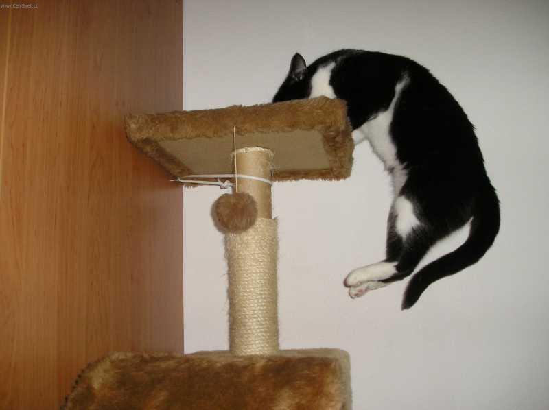 Foto: Ko�ka dom�c�-Kocour: Alf