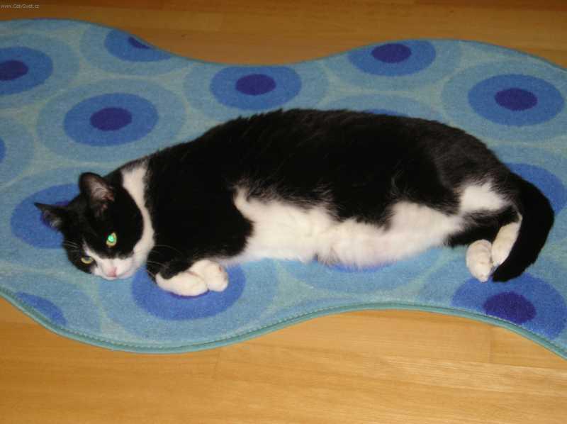 Foto: Ko�ka dom�c�-Kocour: Alf