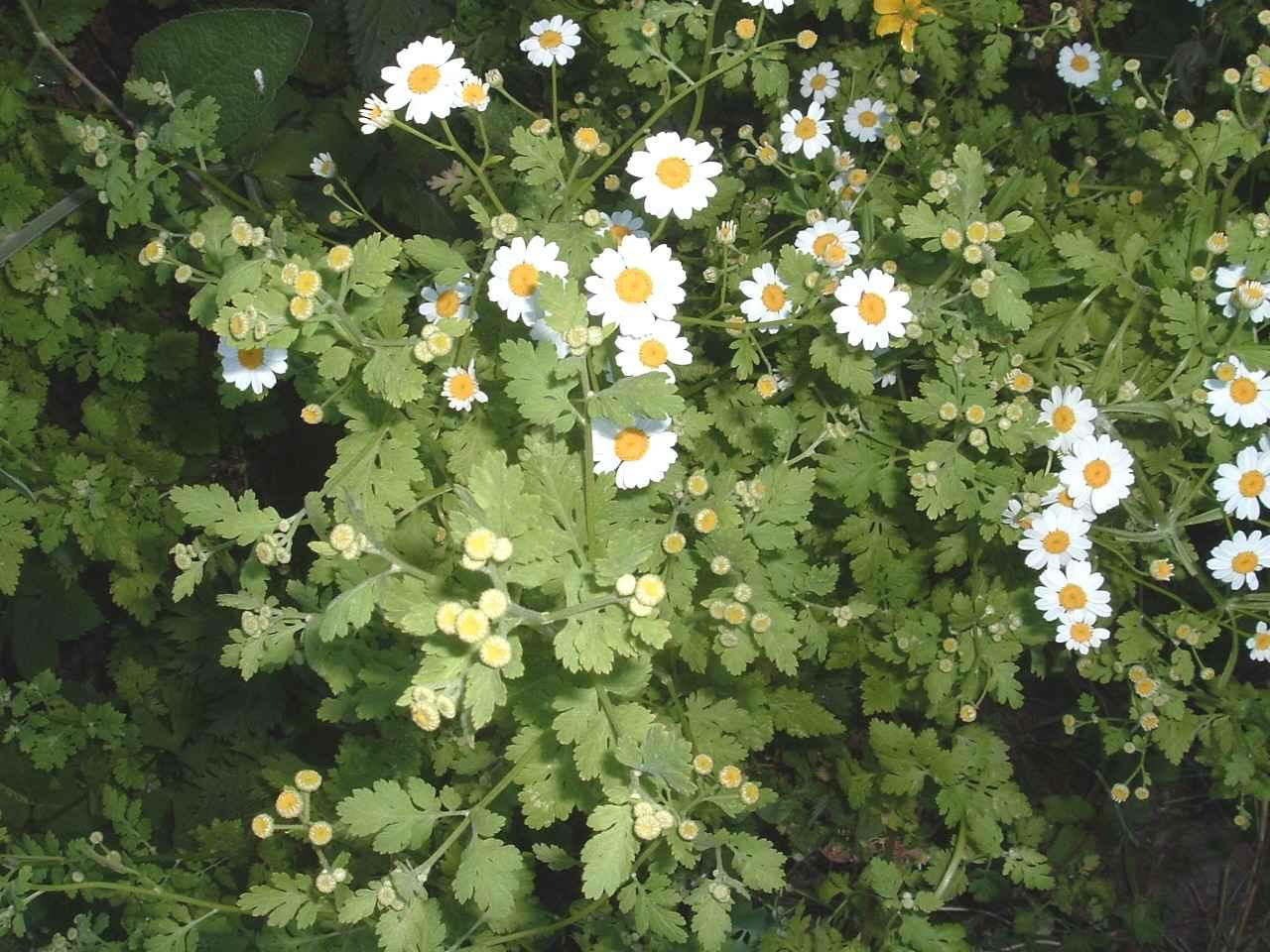 Fotky: Kopretina �imbaba (foto, obrazky)