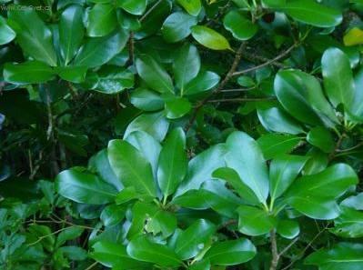 Fotky: Korynokarpus, kyjovec hladk� (foto, obrazky)