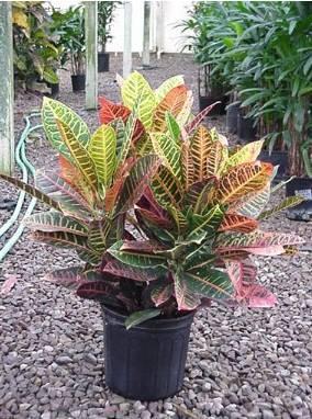 Foto: Kroton, obojan