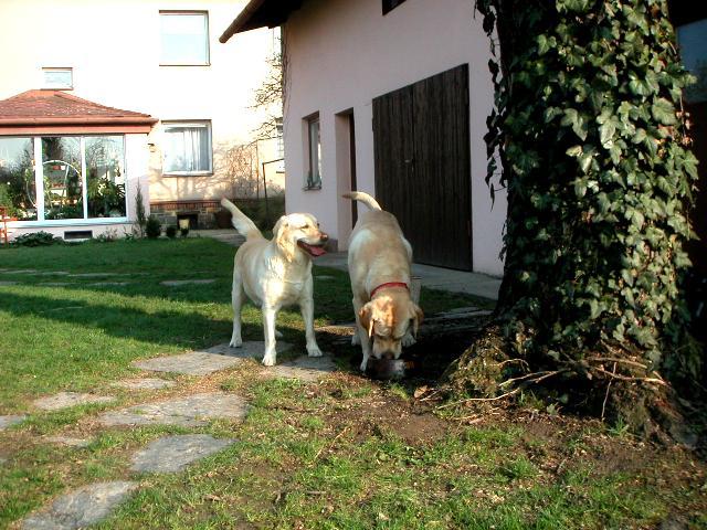 Fotky: Labradorsk� retr�vr (foto, obrazky)