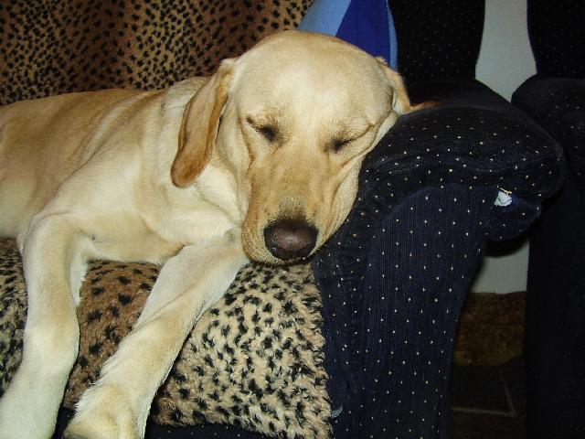 Fotky: Labradorsk� retr�vr (foto, obrazky)