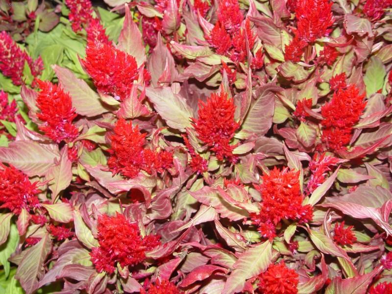 Fotky: L�skavec (foto, obrazky)