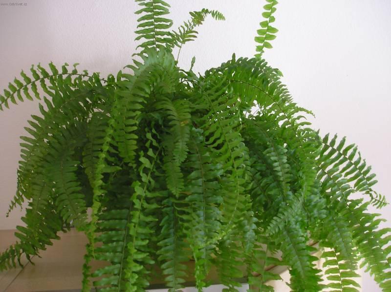 Fotky: Ledvin�k ztepil� (foto, obrazky)