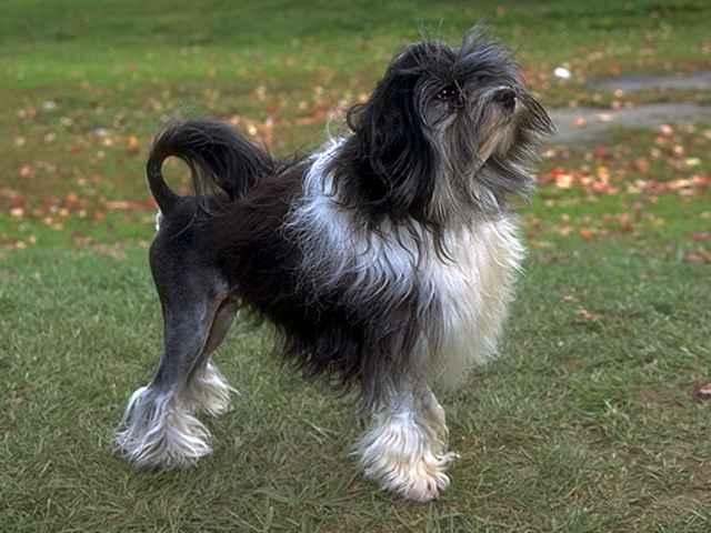 Fotky: Petit chien lion, Lv��ek (foto, obrazky)