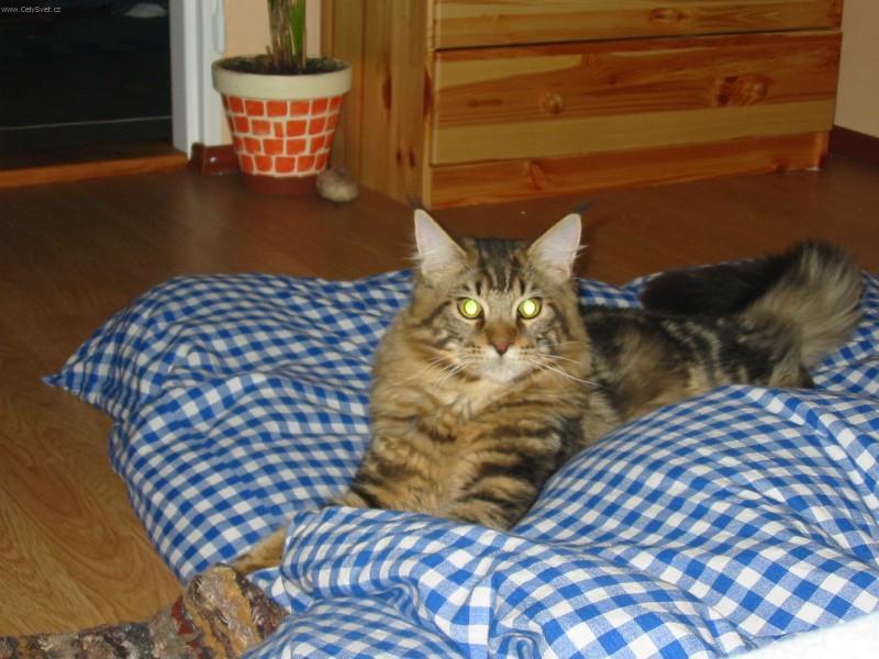 Foto: Mainsk� m�val� ko�ka-Black Beauty. Majitelka: Kl�ra Koci�nov�