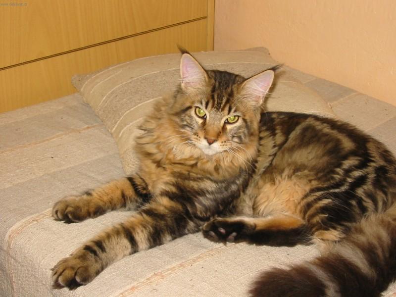 Foto: Mainsk� m�val� ko�ka-Black Beauty. Majitelka: Kl�ra Koci�nov�