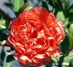 Foto: Marhan�k, gran�tovn�k obecn�