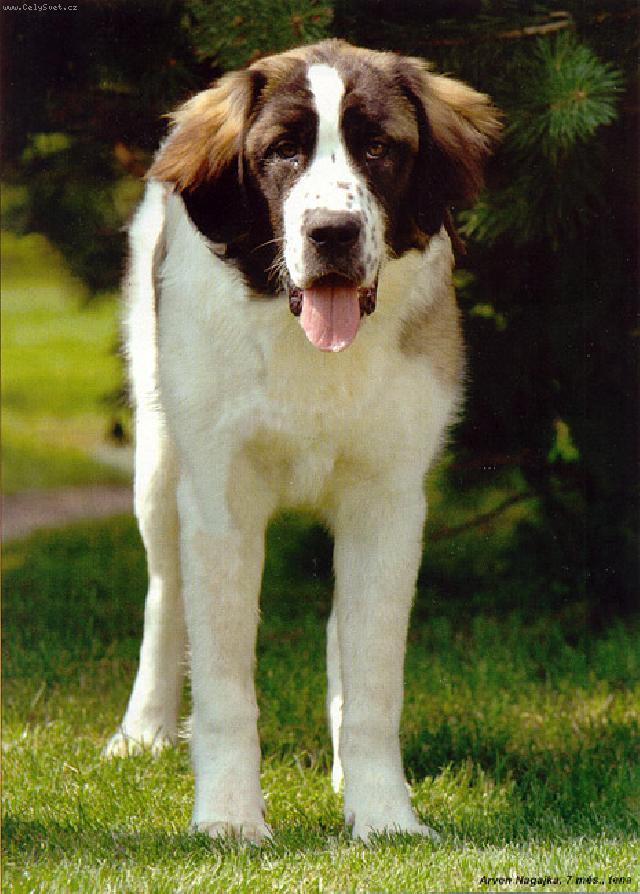 Fotky: Moskevsk� str�n� pes (foto, obrazky)