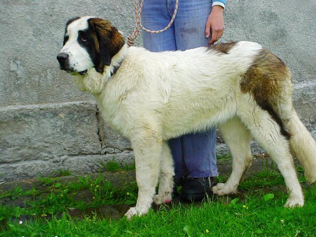 Fotky: Moskevsk� str�n� pes (foto, obrazky)