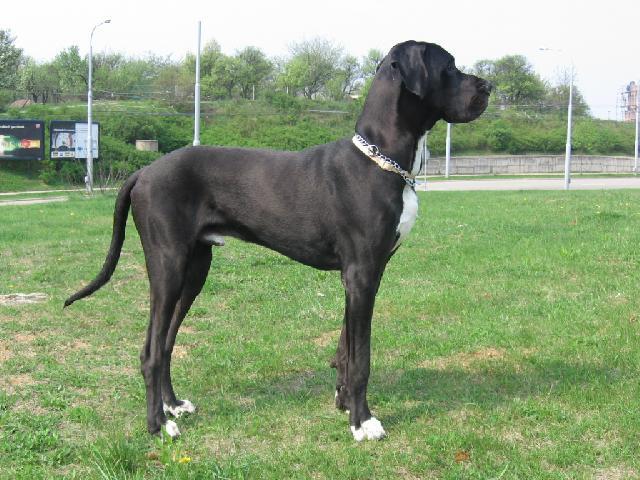 Foto: N�meck� doga-Majitel: ROMAN (ponnyArt@seznam.cz)