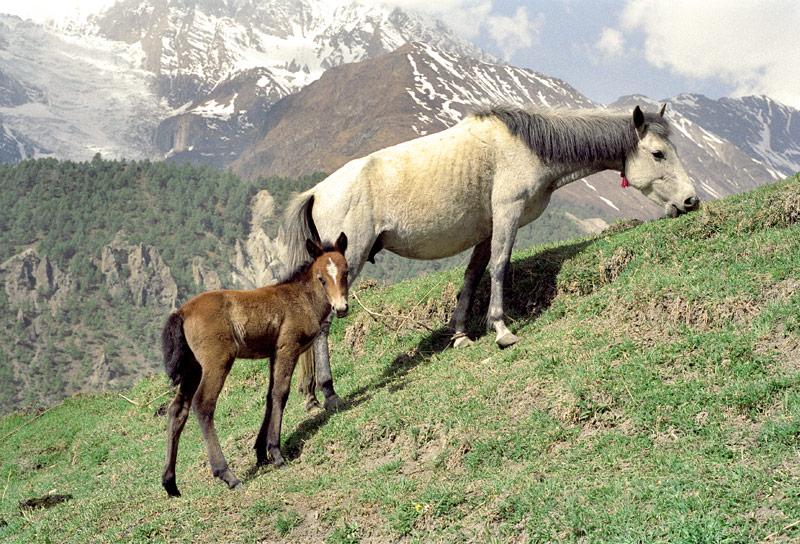 Foto: Nep�l-Manang