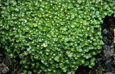 Foto: Nertera andsk�, kor�lovka