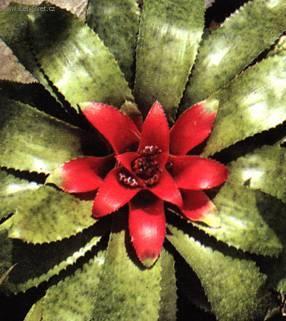 Fotky: Nidul�rium, hn�zdo� (foto, obrazky)