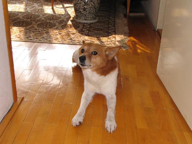 Fotky: Norbotensk� �pic (foto, obrazky)