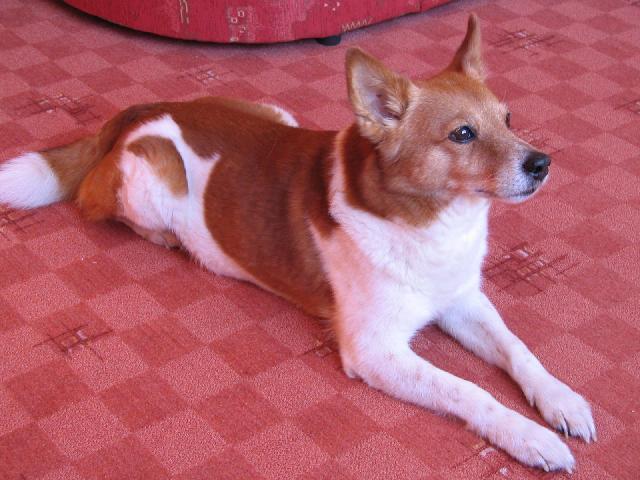 Fotky: Norbotensk� �pic (foto, obrazky)