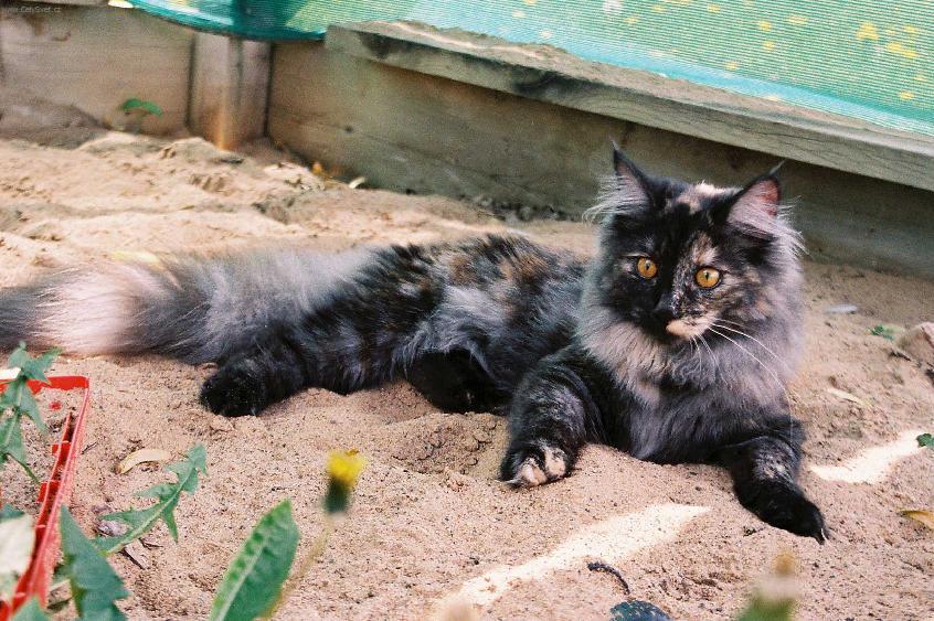 Foto: Ocicat ko�ka