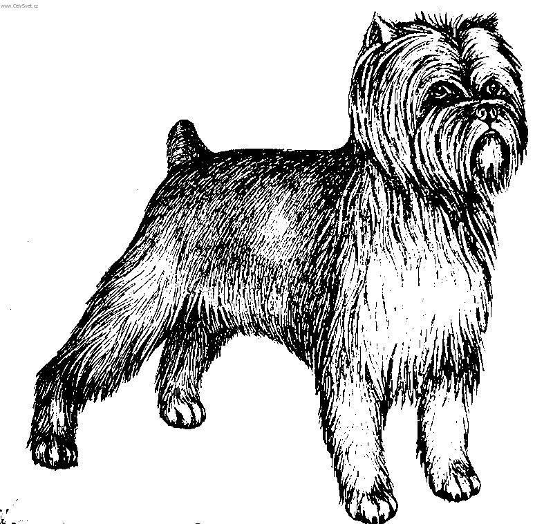 Fotky: Opi�� pin� (foto, obrazky)