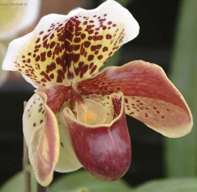 Fotky: Pafiopedilum, st�evi�n�kovec (foto, obrazky)