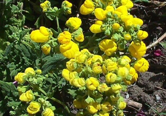 Fotky: Pantofl��ek, kalceol�rie, dmuloret (foto, obrazky)