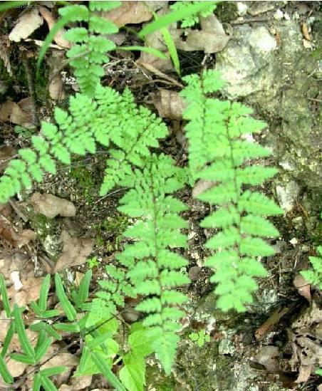 Foto: Pelea knoflikov�