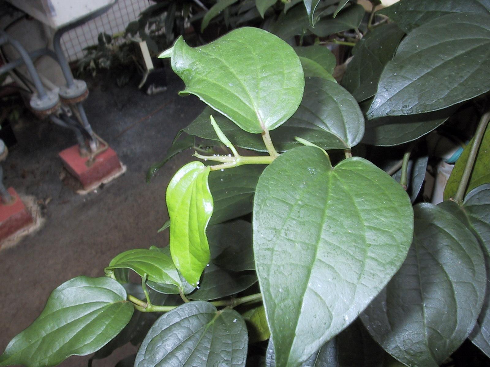 Fotky: Pep�ovn�k (foto, obrazky)