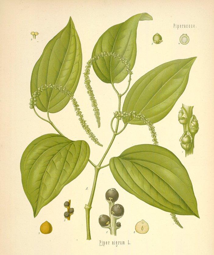 Fotky: Pep�ovn�k (foto, obrazky)