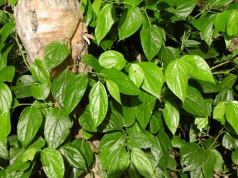 Fotky: Pep�ovn�k (foto, obrazky)