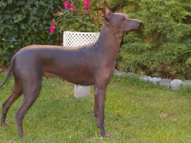 Foto: Peruvian Inca Orchid-Peru�nsk� nah�� velk�. CHS NORT BRUN