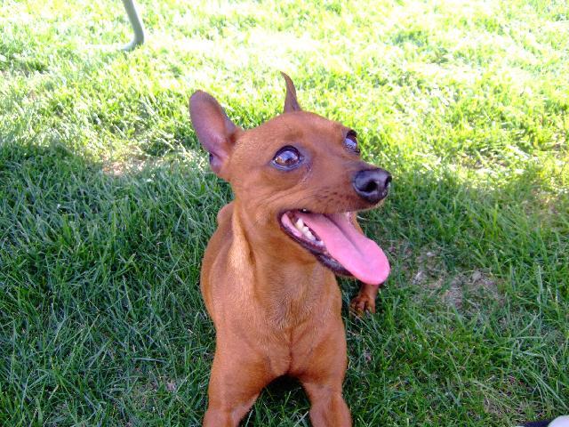 Fotky: Pin�ov� (foto, obrazky)