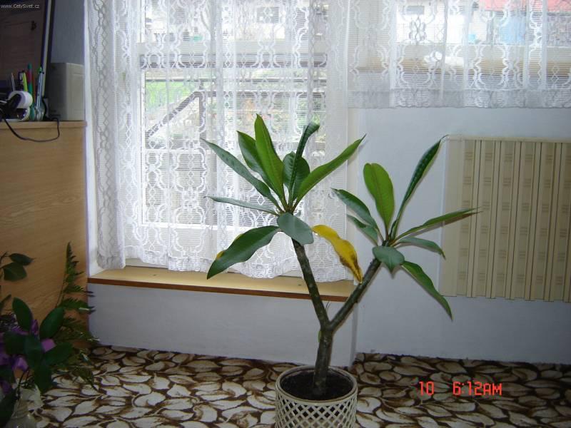 Foto: Plum�rie-Pestitelka: Jaro�ov� Olga