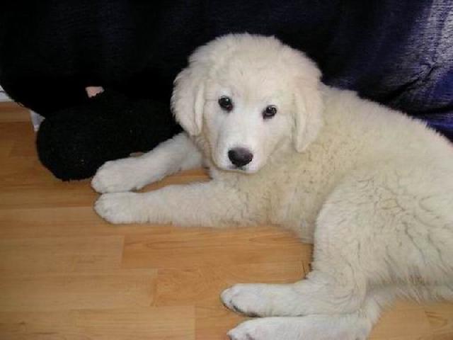 Fotky: Podhala�sk� ov��k (foto, obrazky)