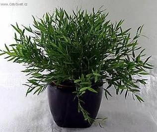 Foto: Pokojov� bambus