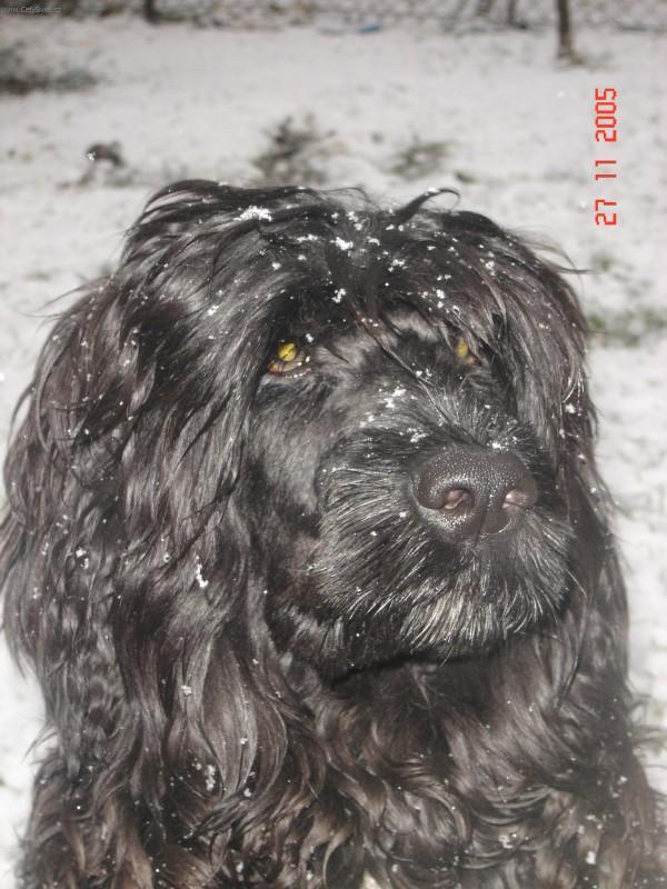 Foto: Portugalsk� vodn� pes-Majitelka: ��rka �tolcov�