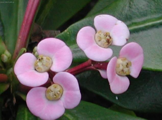 Fotky: Pry�ec z��iv�, �Kristova koruna� (foto, obrazky)