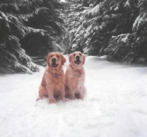 Foto: Ps� modlitba, ps� z�kony, pravidla