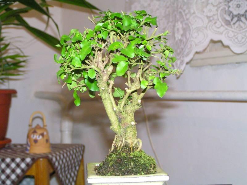 Foto: Pta�� zob, st�lezelen� ke�-Pestitel: Pigi