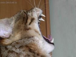 Foto: Puzzle online: Ko�ky 3