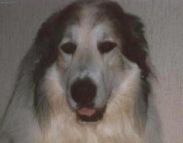 Fotky: Pyrenejsk� horsk� pes (foto, obrazky)