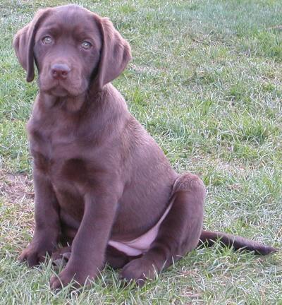 Foto: Rady chovatel�m ps�