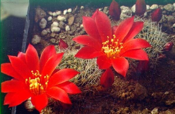 Foto: Rebutia miniscula