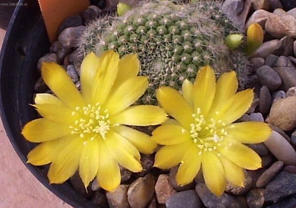 Foto: Rebutia miniscula