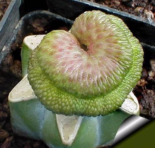 Foto: Rebutia miniscula