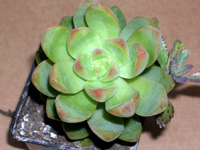 Foto: Rozchodn�k-Sedum adolphii